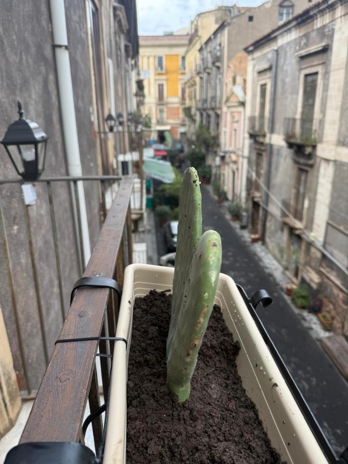 Antica Sicilia Rooms And Breakfast 卡塔尼亚 外观 照片